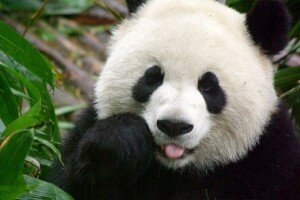 Google Panda
