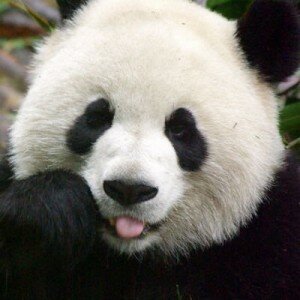 panda