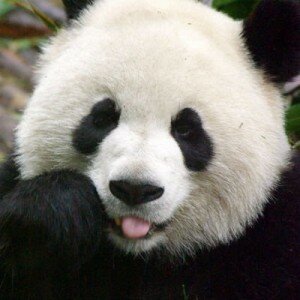 Google Panda